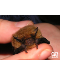 گونه خفاش سبیل‌دار Whiskered Myotis